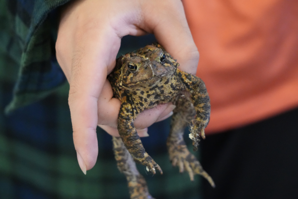 brown toad visitor greenhouse