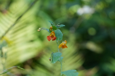 impatiens orange