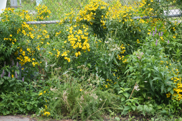 jardin luxuriant avec des fleurs sauvages jaunes poussant sur une clôture à mailles losangées